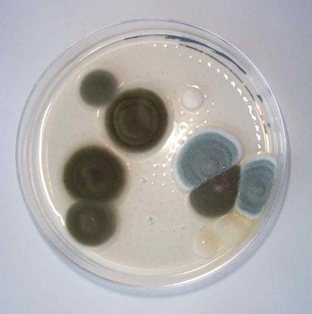 Mold Test Kit