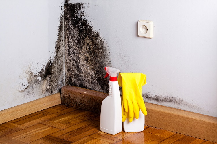 HOW TO GET RID OF BLACK MOLD WITH BLEACH